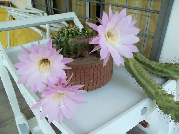 cactus-1