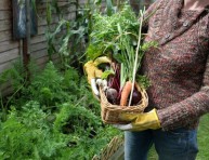 imagen Qué hacer y qué cultivar en nuestro huerto en otoño