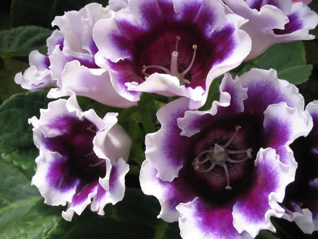 La belleza de la Gloxinia