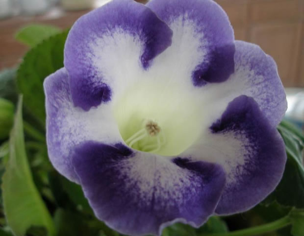 gloxinia4