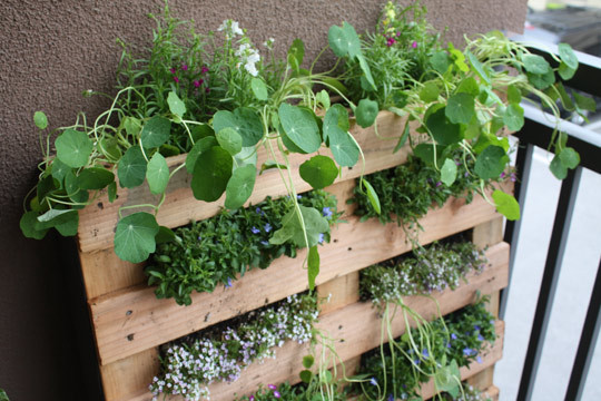 Macetas diferentes para tu jardín 6