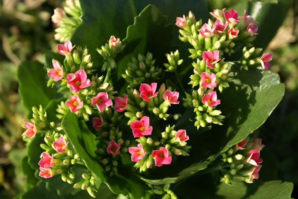 kalanchoe1