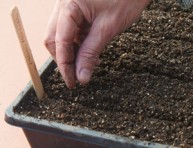 imagen Preparar un buen suelo para semilleros