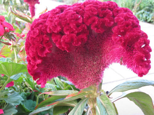 Celosia Argentea Cristata 1