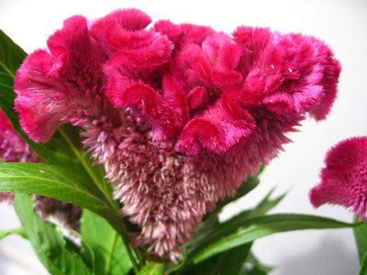 Celosia Argentea Cristata 2