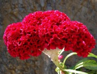 imagen La Celosia Argentea