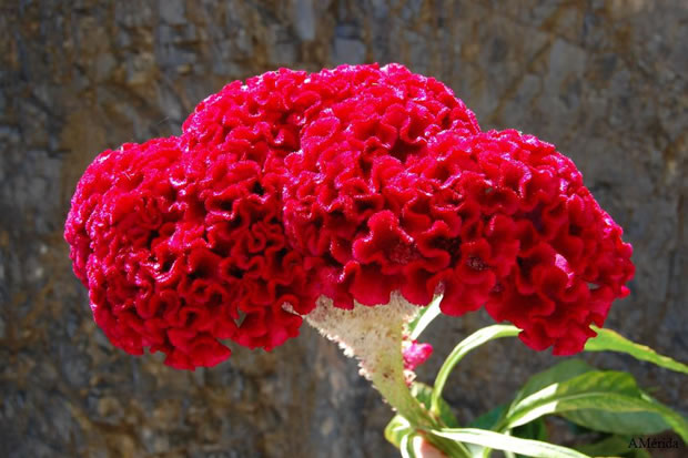 Celosia Argentea Cristata 3