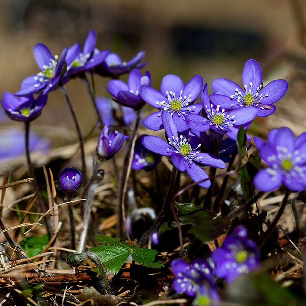 Anemone hepatica 1