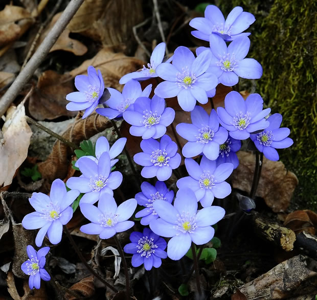 Anemone hepatica 2