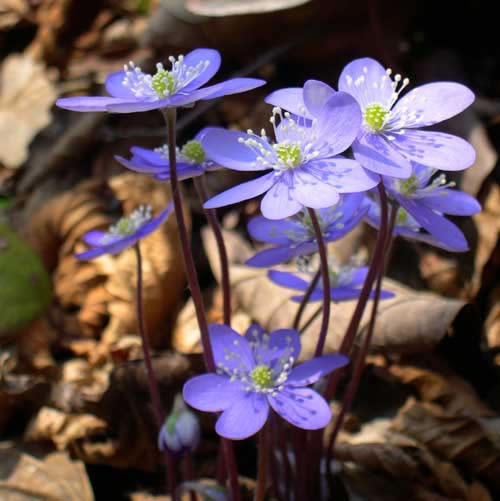 Anemone hepatica 3