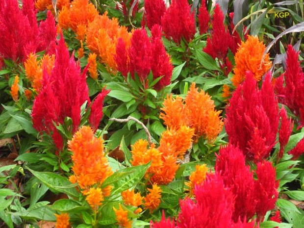 Celosia Argentea Plumosa 1