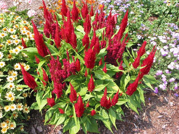 Celosia Argentea Plumosa 2