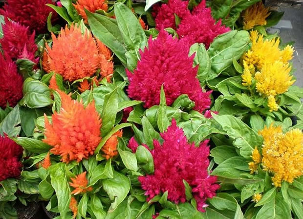 Celosia Argentea Plumosa 3