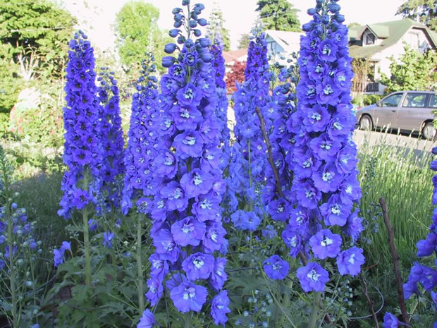 Delphinium 5