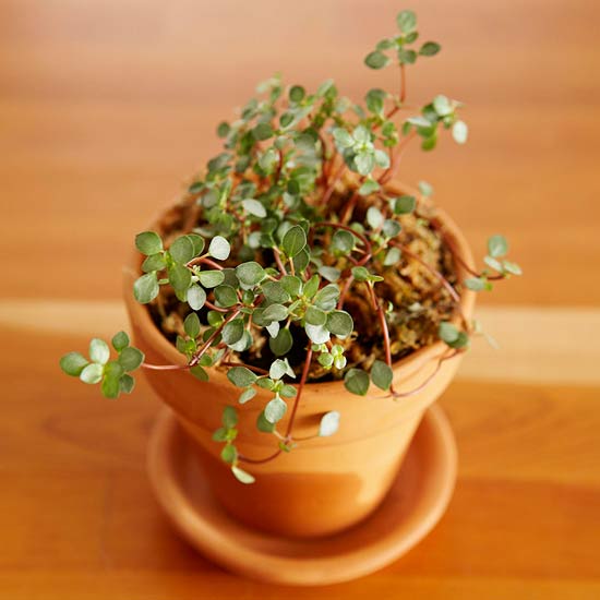 pilea-glauca-aquamarine