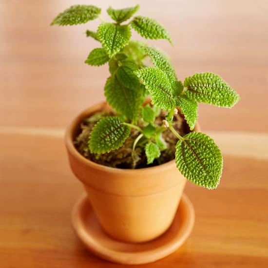 pilea-involucrata-moon-valley