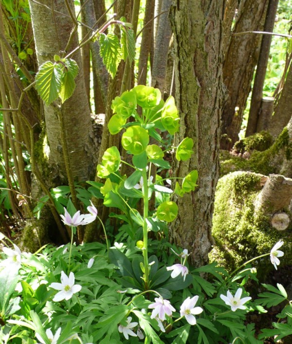 plantas-para-cultivar-bajo-los-arboles-02