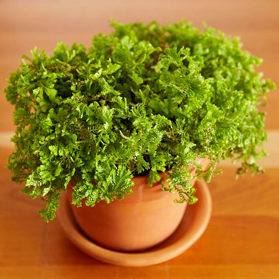 selaginela-selaginella-kraussiana-aurea