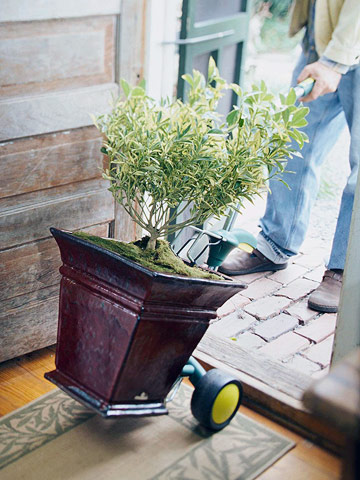 Llevar las plantas del exterior al interior