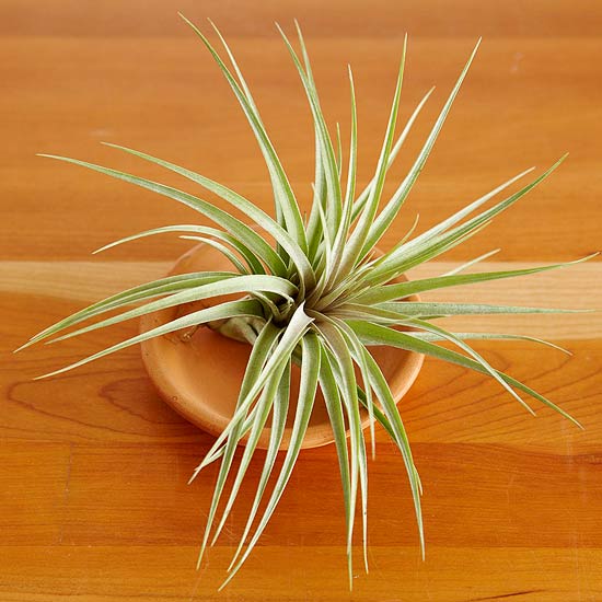 tillandsia-stricta