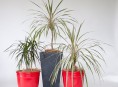 imagen Aprende a reproducir plantas variegadas