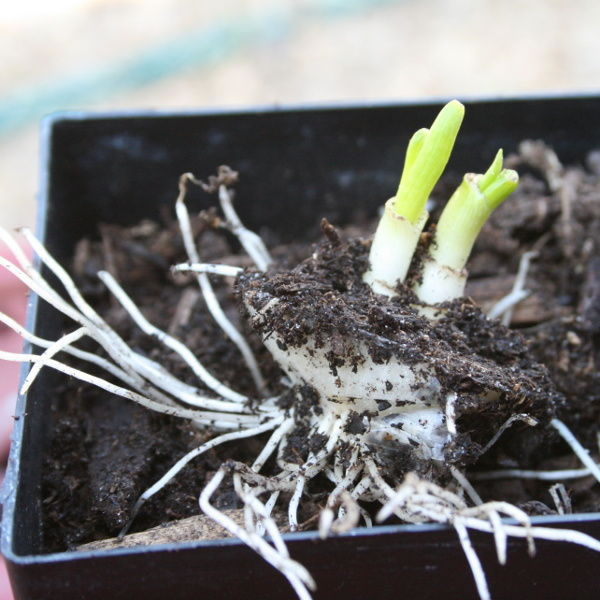 Cultivar cebollas 5
