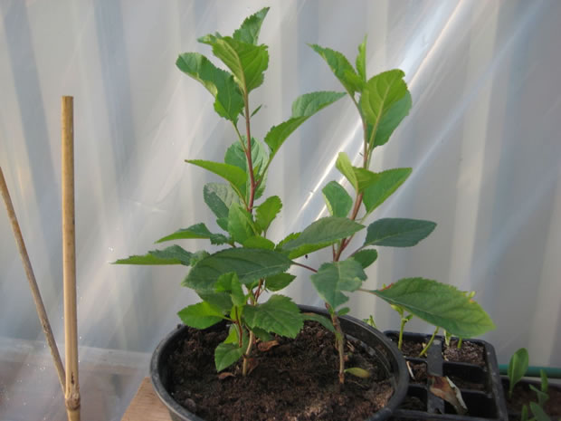 Cultivar manzano 6