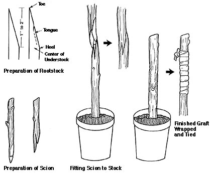 Cultivar manzano 8