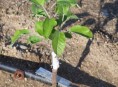 imagen Cómo cultivar un manzano desde una semilla