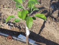 imagen Cómo cultivar un manzano desde una semilla