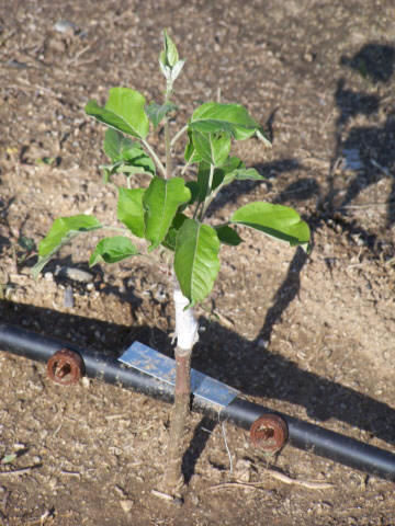 Cultivar manzano 9