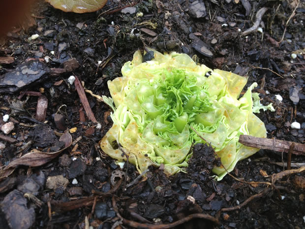 Cultivar lechuga romana 2