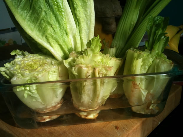 Como cultivar lechuga en casa facilmente.