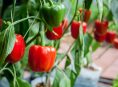 imagen Cultiva tus propios pimientos en casa