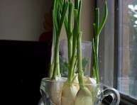 imagen Dos métodos para cultivar ajo en casa