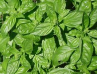 imagen 7 tips para tener albahacas grandes y saludables