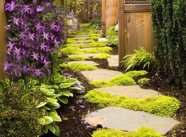 Plantas ideales para caminos y senderos 1