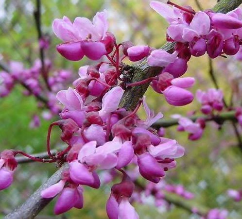 Árbol del amor