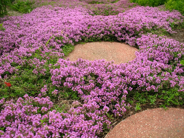 Plantas ideales para caminos y senderos 3