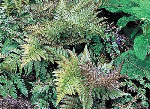 Dryopteris erythrosora 1