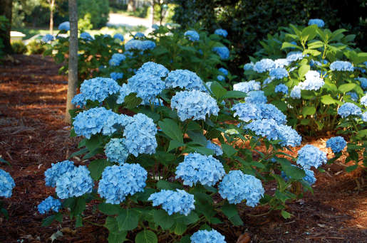 Hortensia france bleu