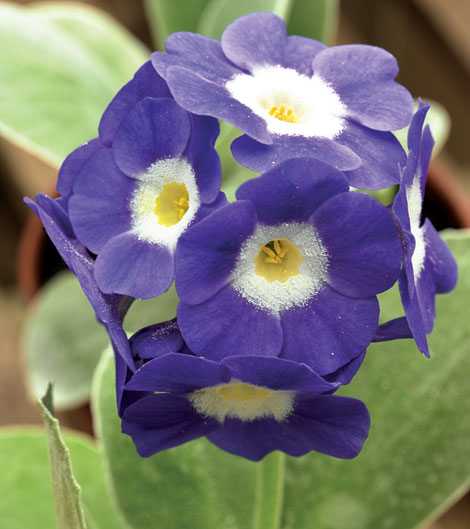 Primula auricula