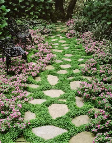 Plantas ideales para caminos y senderos 5