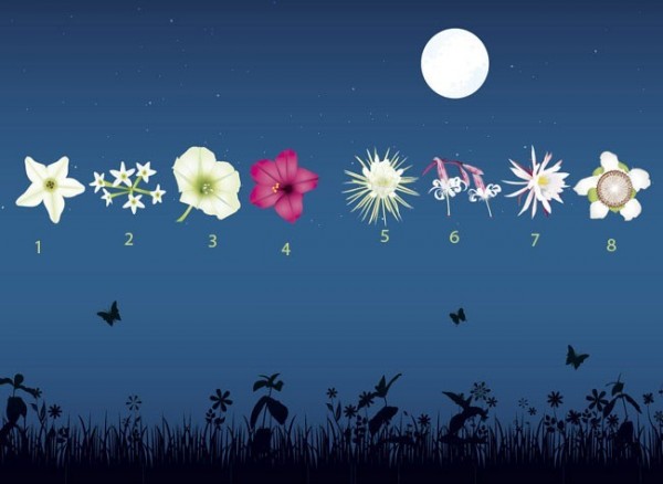Flores nocturnas