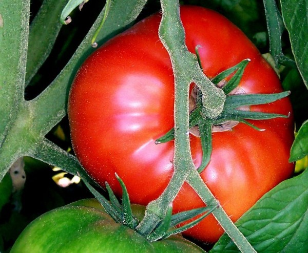 Guardar semillas de tomates