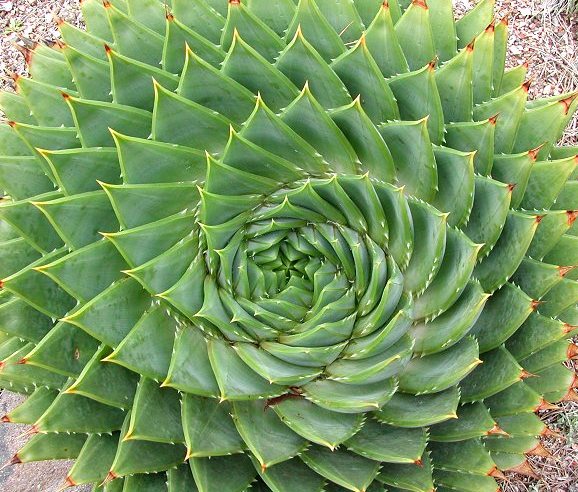 Aloe espiral