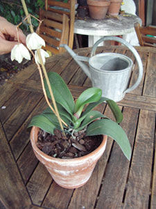 conseguir una segunda floración de las orquídeas 2