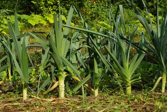 Consejos para el cultivo del puerro 1