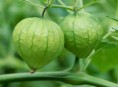 imagen El tomatillo: consejos para su cultivo