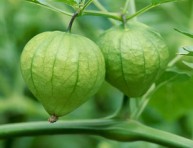 imagen El tomatillo: consejos para su cultivo